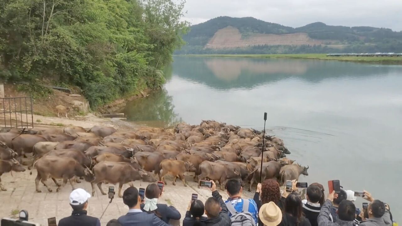 百头牛到嘉陵江吃草上演“百牛渡江”壮观场面