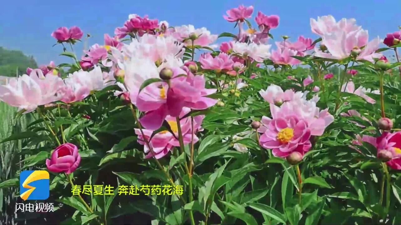 春尽夏生 来滕州市级索镇奔赴芍药花海