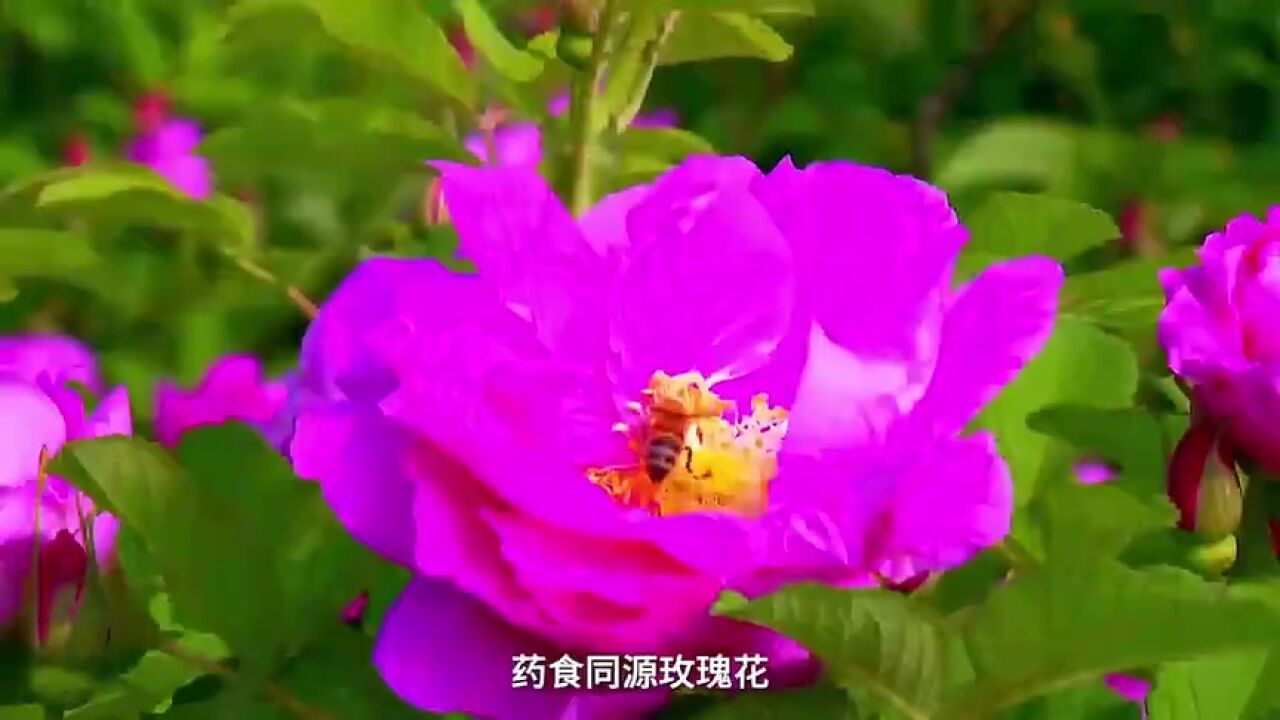 潍坊市潍城区:花海种下振兴梦 花香溢满致富路