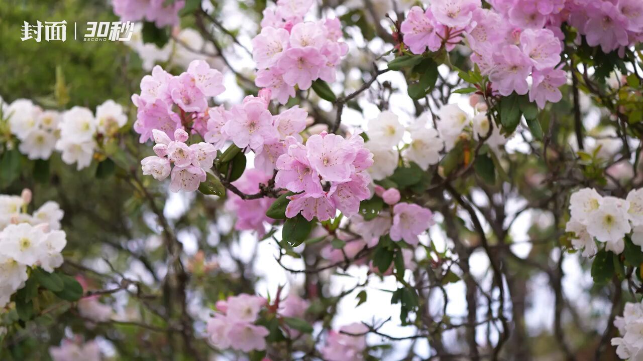 30秒丨花开繁茂胜过往年 四川金阳县10万亩索玛花迎来盛花期