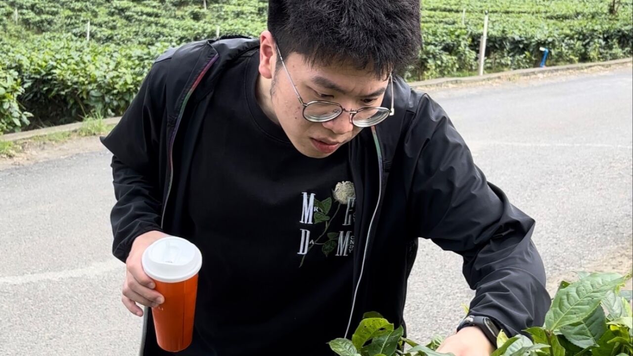 品茶赏景、打卡科技茶厂!记者化身“茶旅”体验官玩转英德