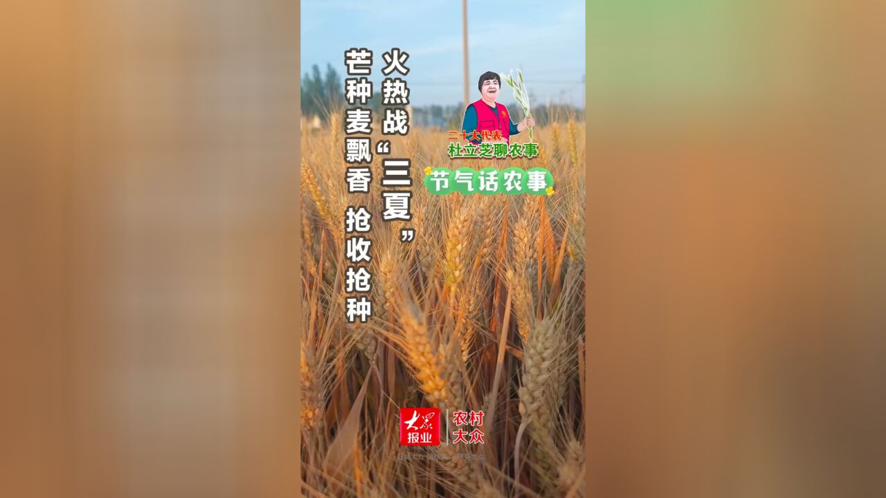 杜立芝节气话农事|芒种麦飘香,抢收抢种“三夏”忙