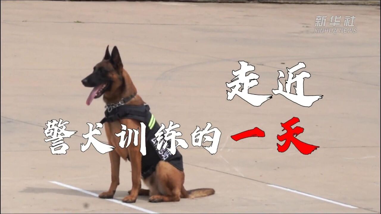 走近警犬训练的一天