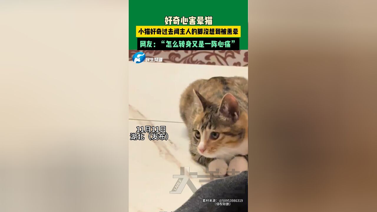 11月11日 湖北好奇心害晕猫.小猫好奇过去闻主人的脚没想到被熏晕.网友:怎么转身又是一阵心痛.