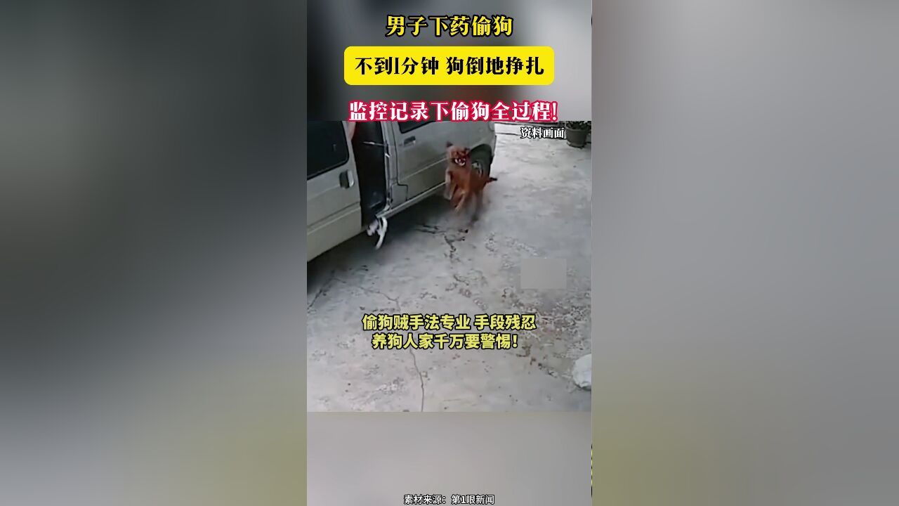 男子下药偷狗 不到1分钟 狗倒地挣扎 监控记录下偷狗全过程!