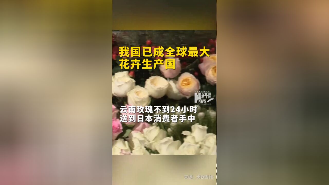 中国已成全球最大花卉生产国