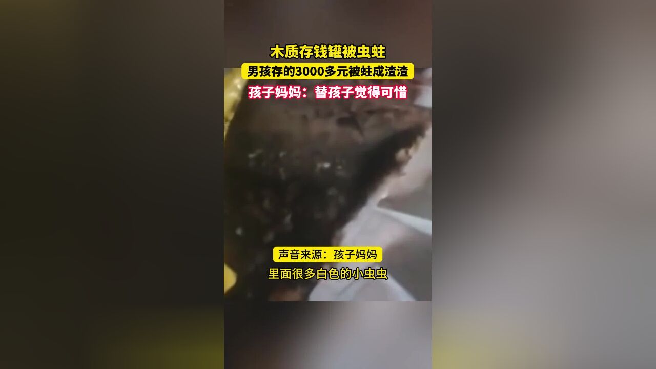 孩子:天塌了,3000多元存款被虫吃了