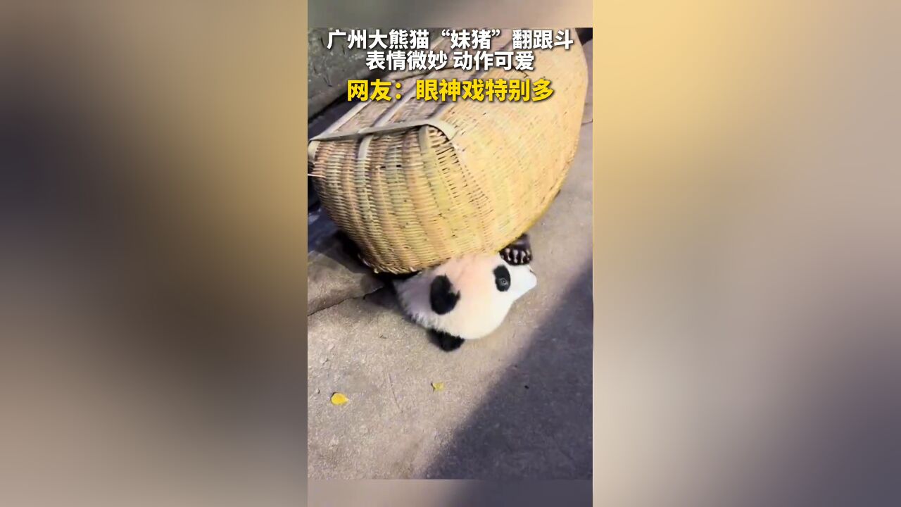 谁能拒绝广州大熊猫萌宝“妹猪”呢?网友:眼神戏特别多!