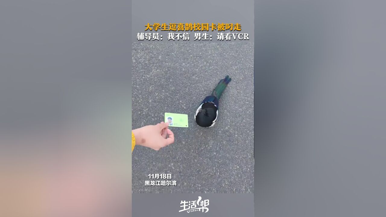 大学生逗喜鹊校园卡被叼走 辅导员:我不信 男生:请看VCR