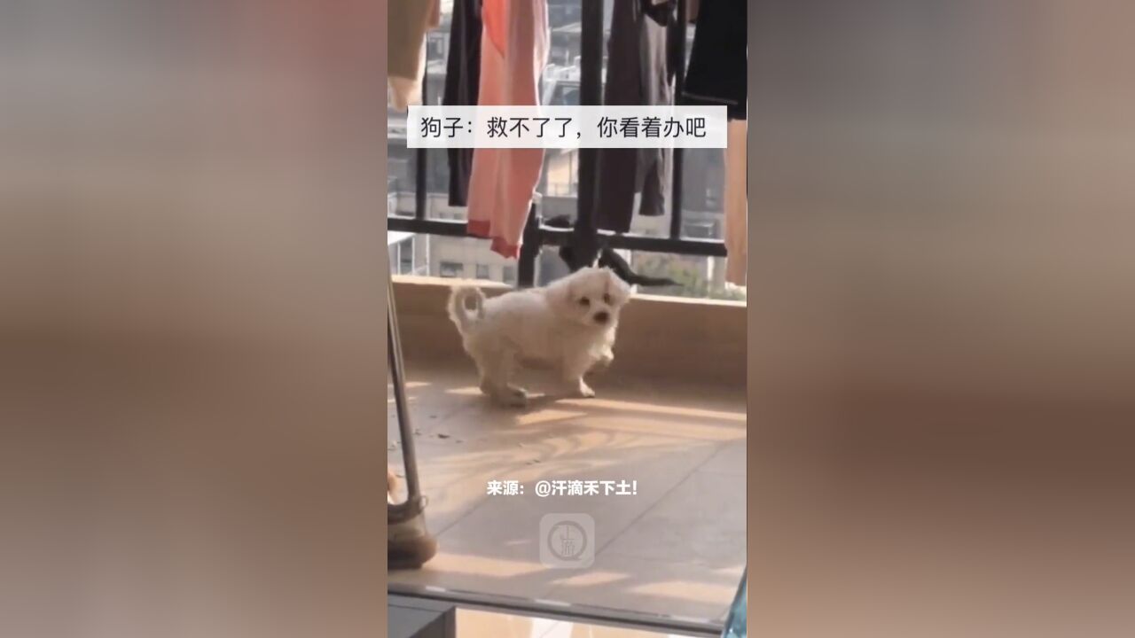 狗狗阻止小猫翻越阳台,大声喊叫向主人寻求支援