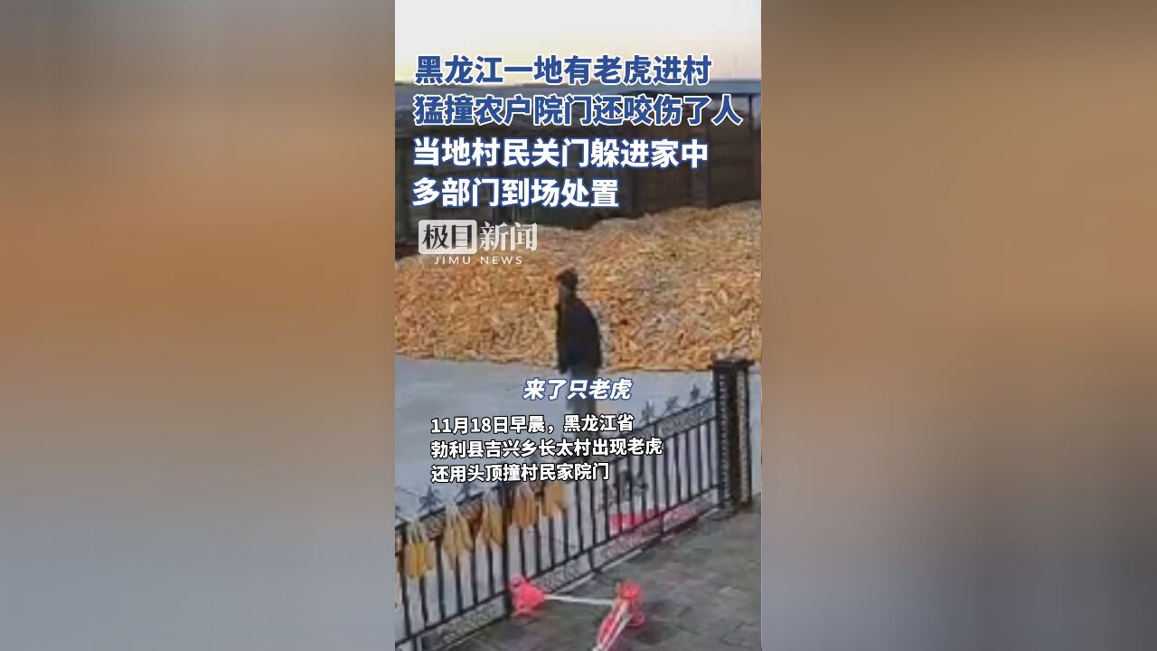 黑龙江一地有老虎进村,猛撞农户院门现场有人惊恐大喊,村民:不敢出门,会被咬死