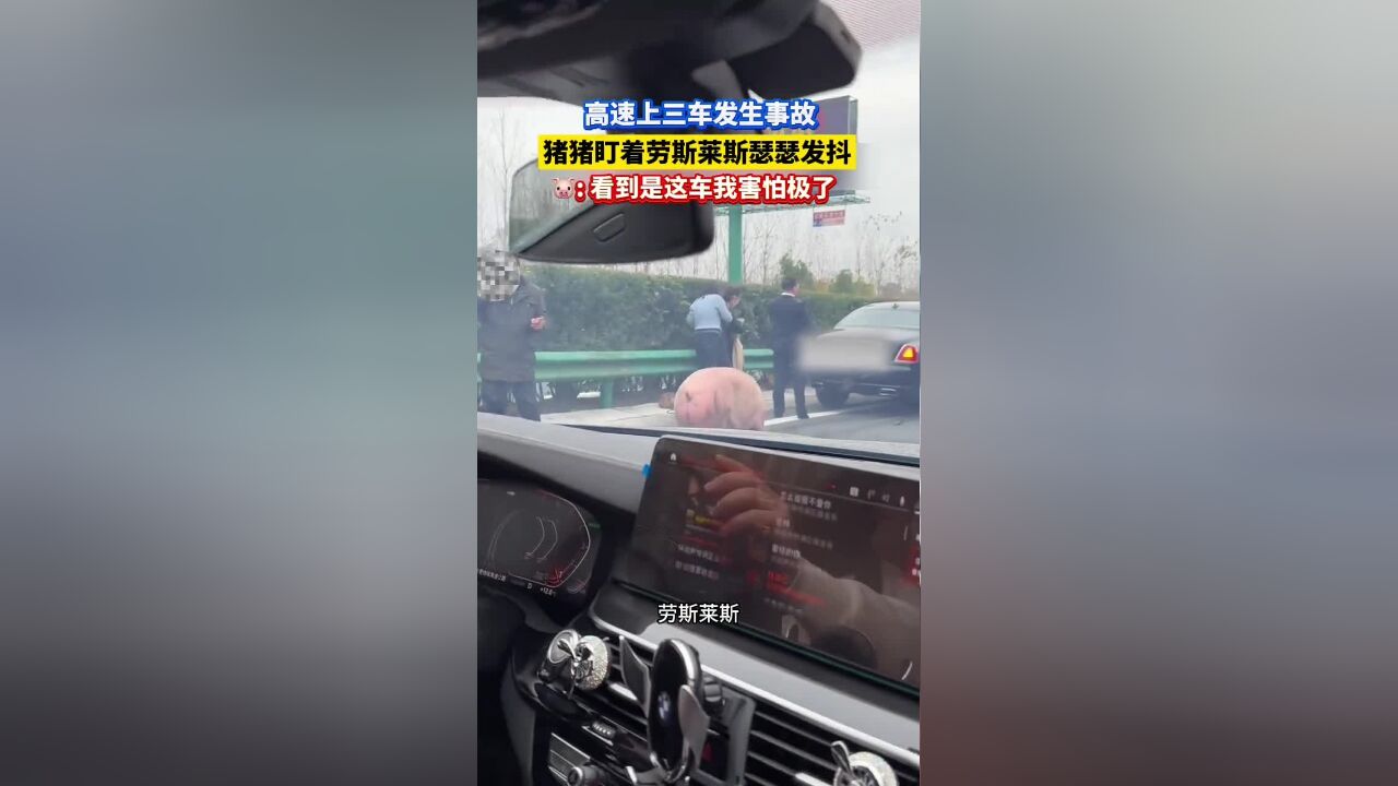 高速上三车发生事故,猪猪盯着劳斯莱斯“瑟瑟发抖”