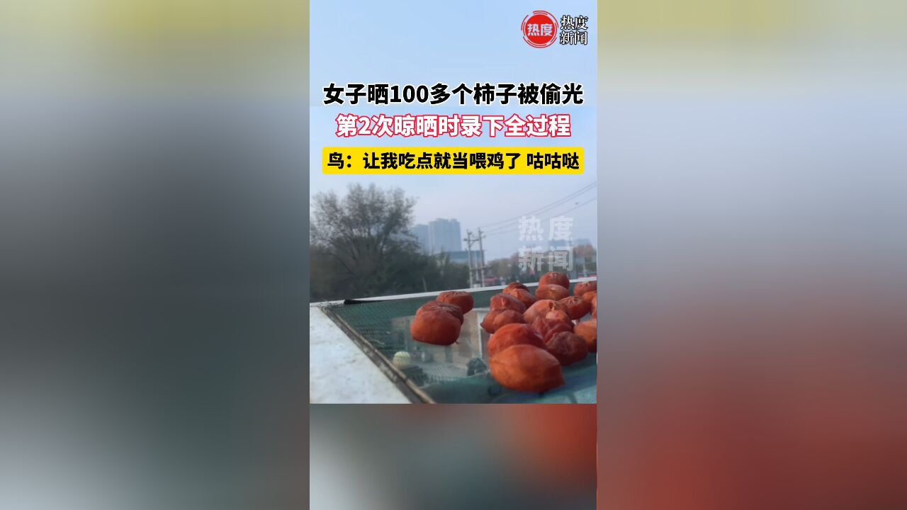 女子晒100多个柿子被偷光 ,第2次晾晒时录下全过程 ,鸟: 让我吃点就当喂鸡了 咕咕哒