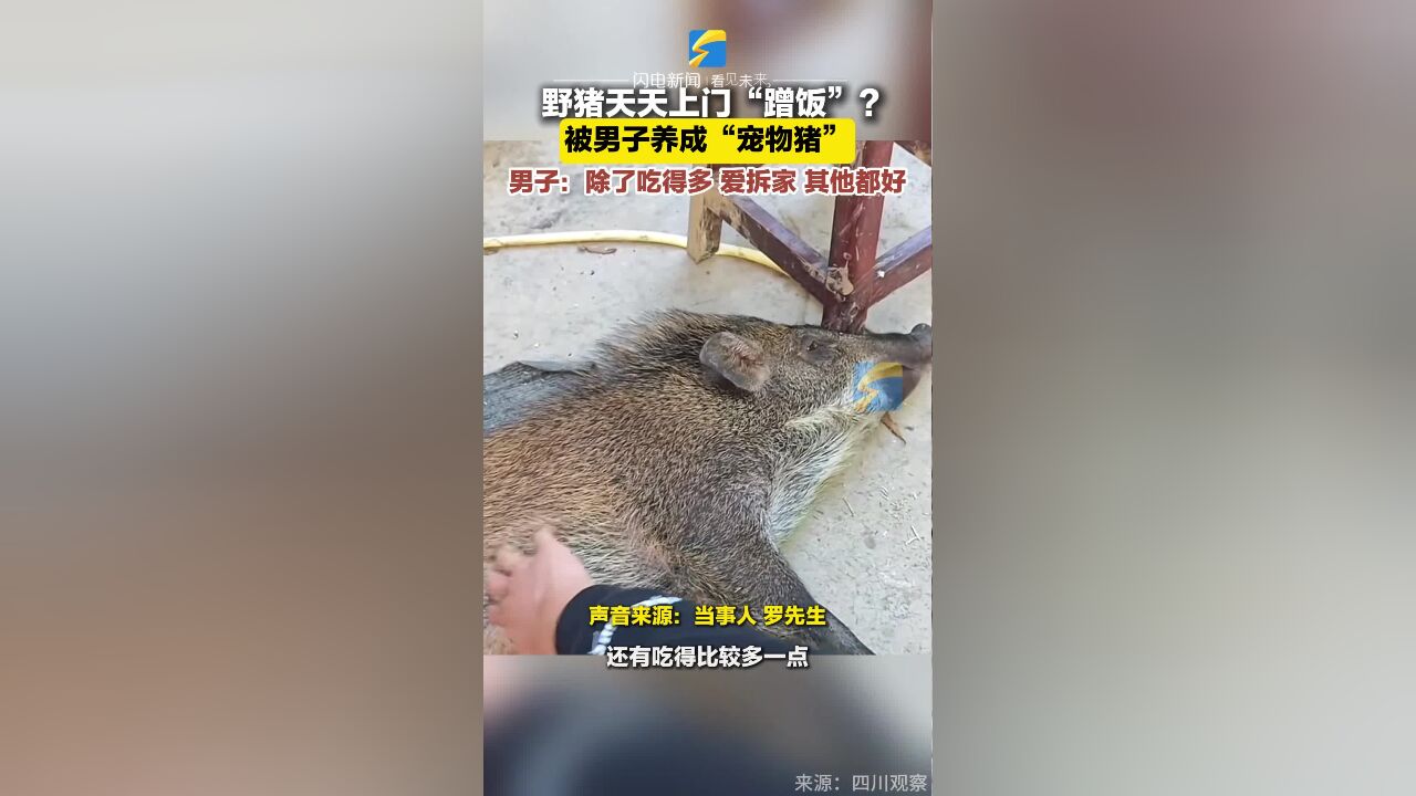 野猪天天上门“蹭饭”? 被男子养成“宠物猪” 男子:除了吃得多 爱拆家 其他都好