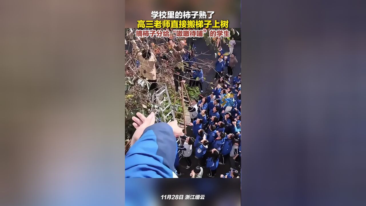 高三老师搬梯子上树 摘柿子分给“嗷嗷待哺”的学生