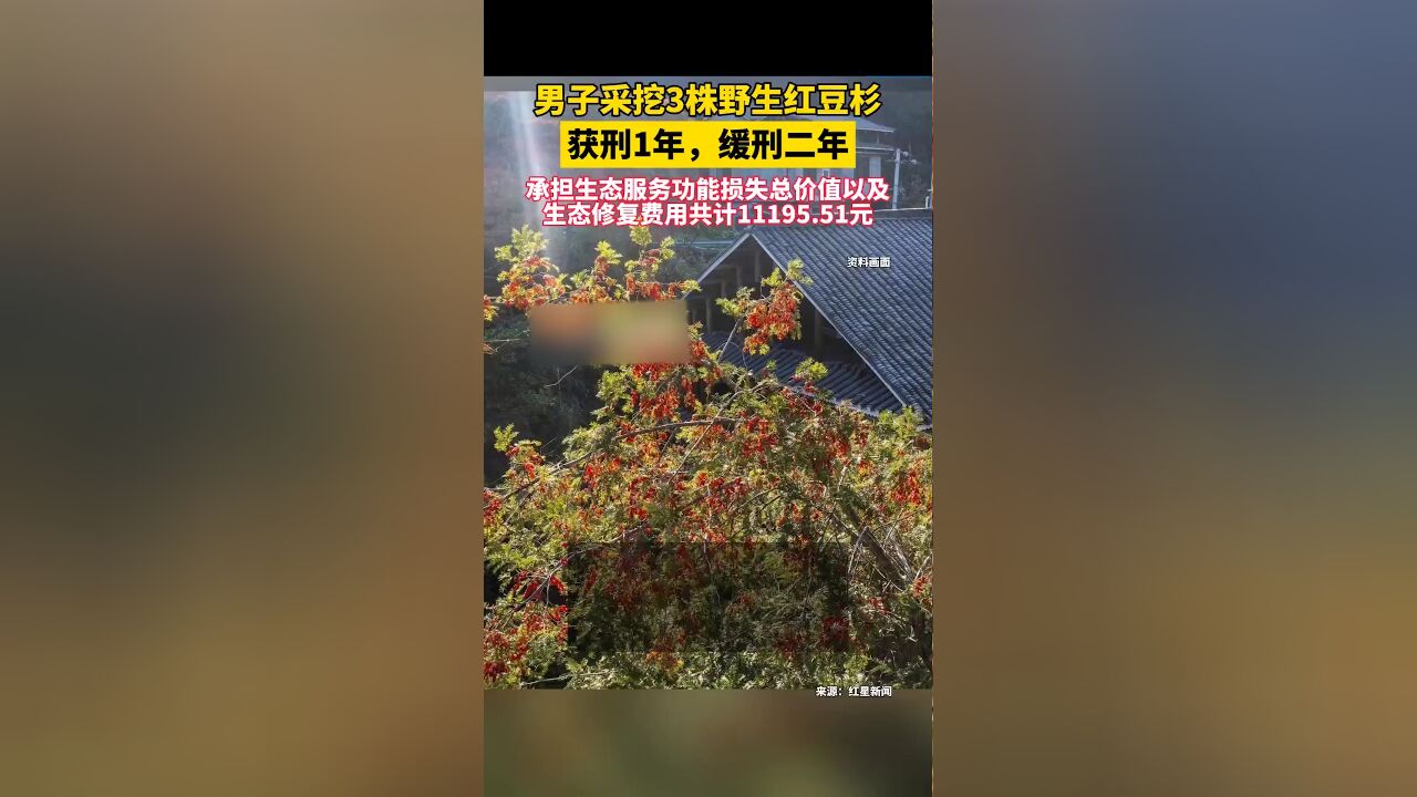 男子采挖3株野生红豆杉获刑1年,缓刑二年