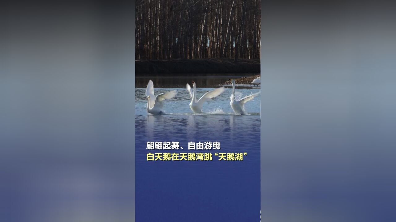 翩翩起舞、自由游曳,白天鹅在天鹅湾跳“天鹅湖”