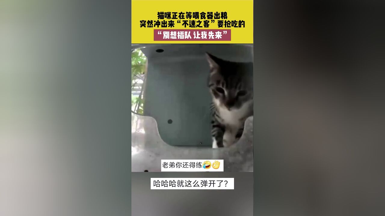 猫咪正在等喂食器出粮,突然冲出“不速之客”要抢吃的,猫咪一抓推开