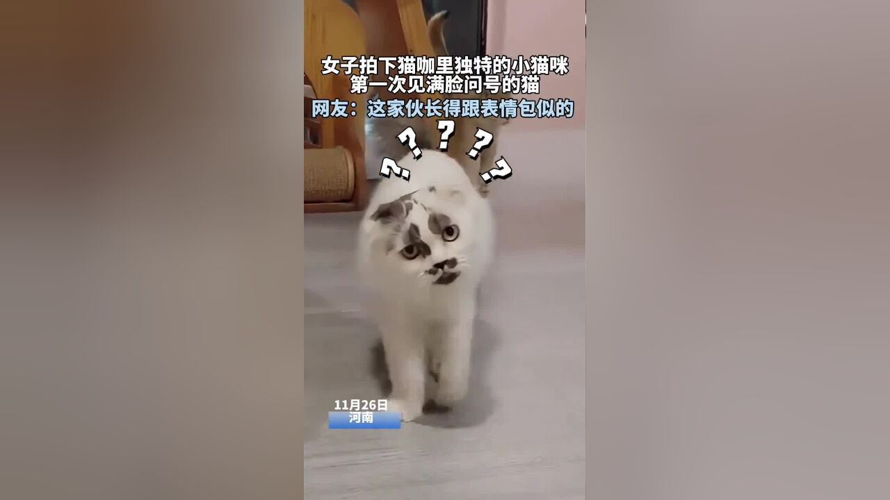 网友:第一次见一只猫长得得跟表情包似的