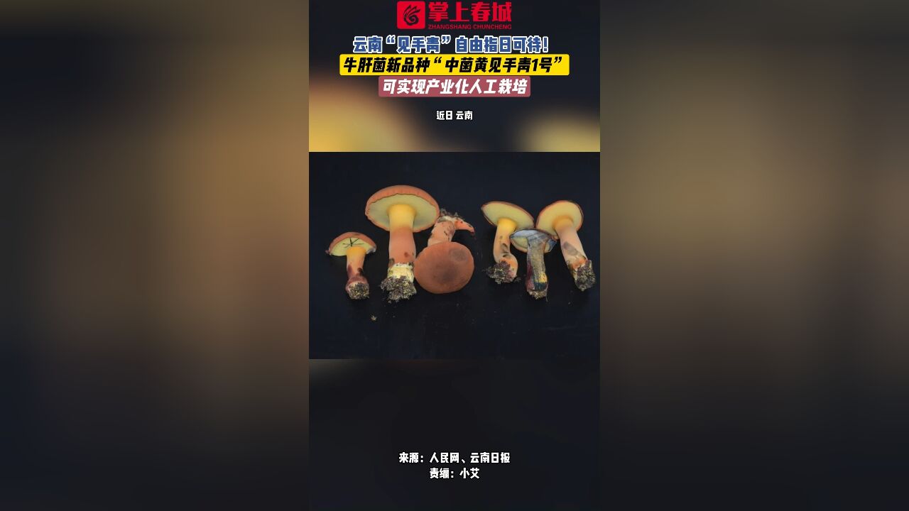 云南“见手青”自由指日可待!牛肝菌新品种“中菌黄见手青1号”可实现产业化人工栽培