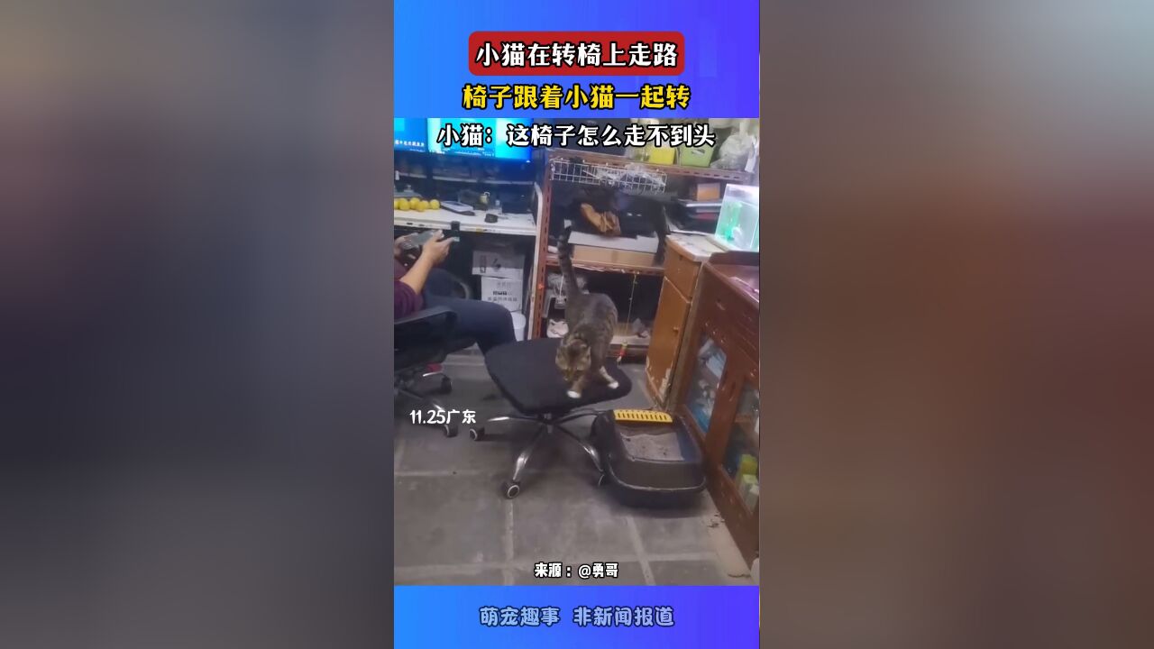 小猫在转椅上走路,椅子跟小猫一起转,小猫:这椅子怎么走不到头