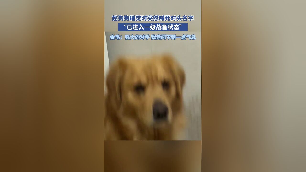 主人趁狗狗睡觉时突然喊狗狗死对头的名字,狗狗:已进入一级战备状态