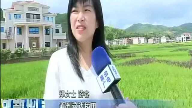 仙游 创意彩色水稻扮靓美丽乡村