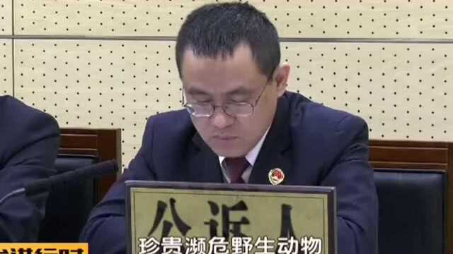 网购保护动物 “龟迷”出庭受审