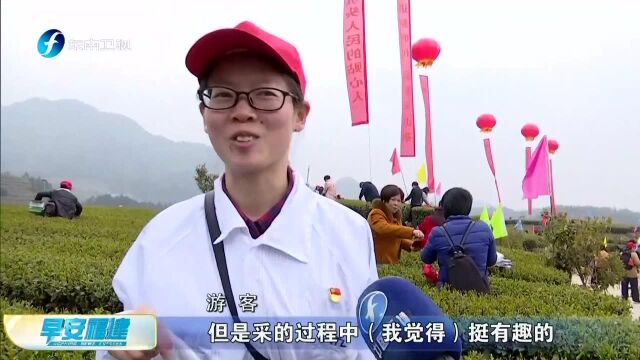 宁德蕉城:举行“天山茶”开茶节