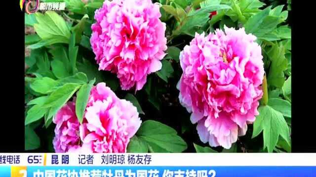 中国花协推荐牡丹为国花 你支持吗?