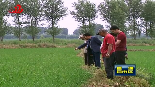 桦南:送农技到田间 科学夏管走在前