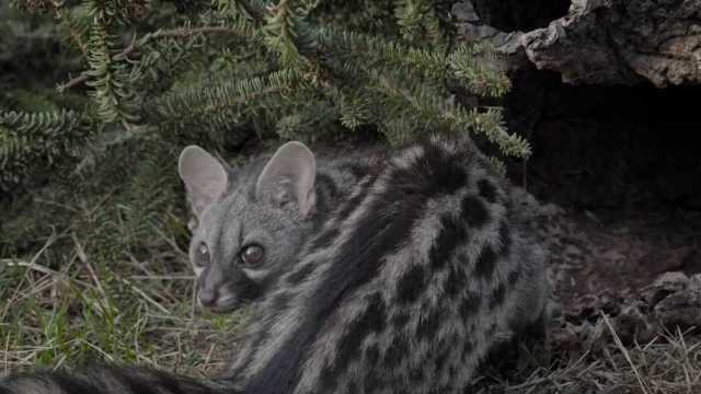 冷知识!啥啥都吃的麝猫竟然不属于“ 猫科动物”?