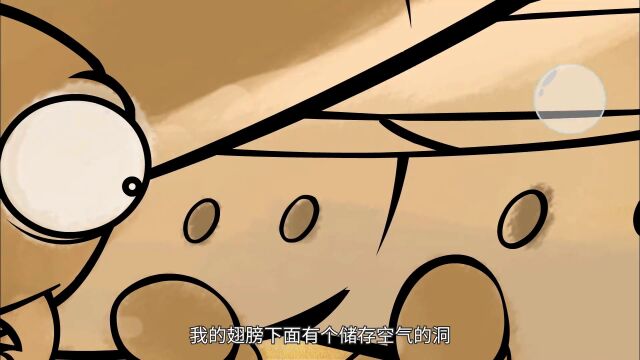 第17集“游泳健将” 水甲虫