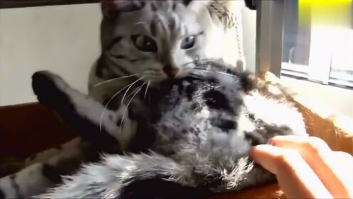 猫咪 你走开！我要自己舔毛不要你摸！ - 腾讯视频