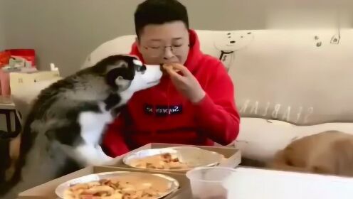 主人被金毛和哈士奇抢吃的，主人表示内心是崩溃的