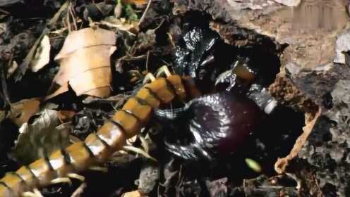 蝎子大战蜈蚣，看看这两大毒物谁更厉害啊