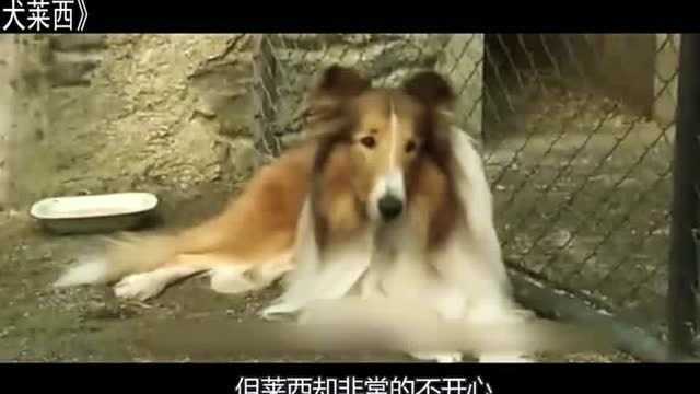 《灵犬莱西》牧羊犬的感人电影