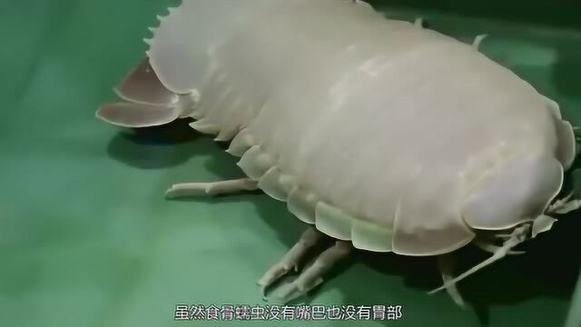 食骨蠕虫——一种能钻进鲸鱼体内的古老生物,而且它们还会腐蚀骨头!