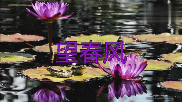 好听不厌的歌曲,童丽的《望春风》推荐给大家