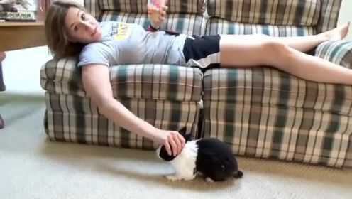 好你个牛脾气的兔子 不就是给你挠个痒痒吗到处躲啥呢 - 腾讯视频