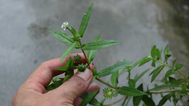 这种农村植物《墨旱莲》,它的价值高得很,请大家好好记住它