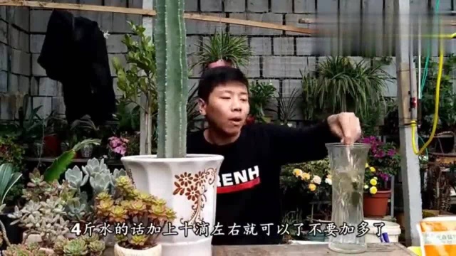 网红盆栽“仙人柱”,这样栽种,仨月不浇水,一样窜老高