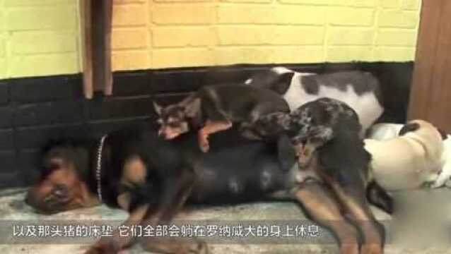 罗纳威犬很凶吗?但这只罗纳威犬,连猪都能欺负它!