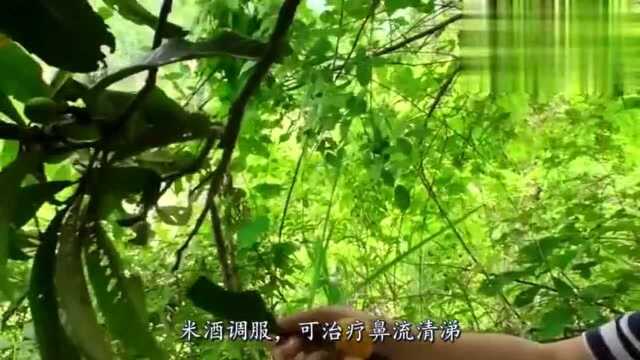 “枇杷橘栗桃李梅,枇杷压枝杏子肥”,枇杷诗美,它的好处更美