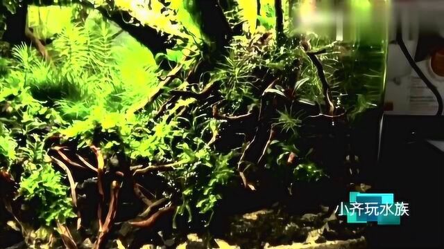 比较复杂的杜鹃根粘合造景成景效果不错