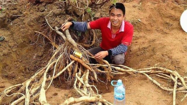 趣事;你知道农村野生补品牛大力吗?煲汤入药全都有奇效,一斤80元!