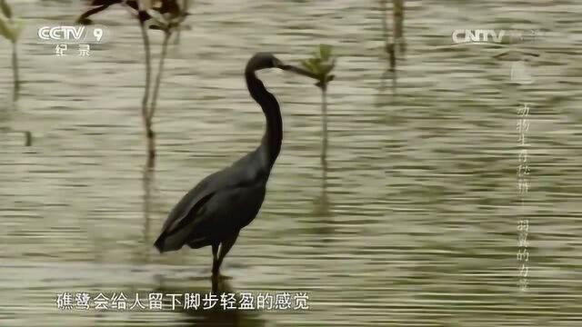 动物生存秘籍 羽翼的力量 在浅水区觅食