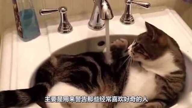 好奇害死猫这个词是有原因的,多可爱的小猫咪