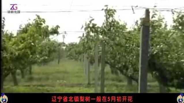 梨树要怎样种植?种梨树需要注意什么?