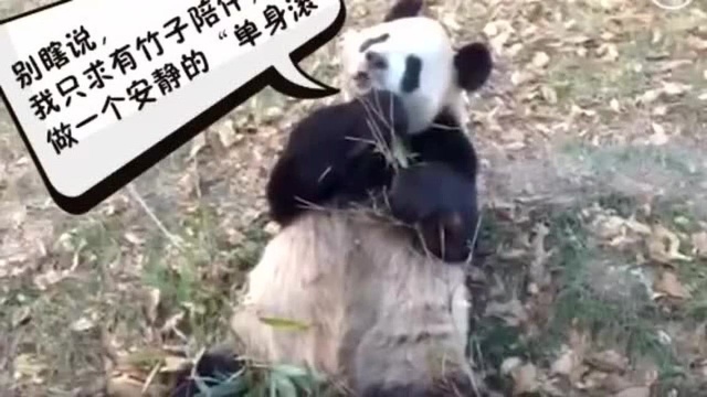 大熊猫乐乐:至今还是个单身熊,现在全网找媳妇儿啦!